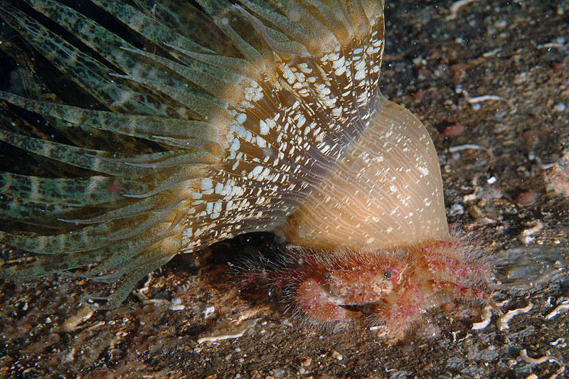 Variante cromatica insolita di Phymanthus pulcher